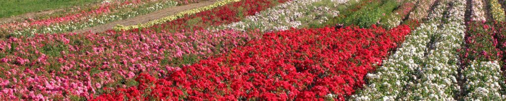 Fête des Rosiers Bellegarde AMR 45 avril 2019