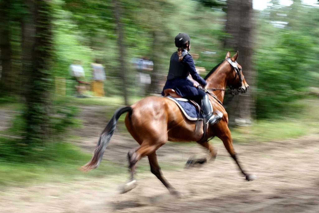 Hotchkiss et vénerie à Fontainebleau 2018